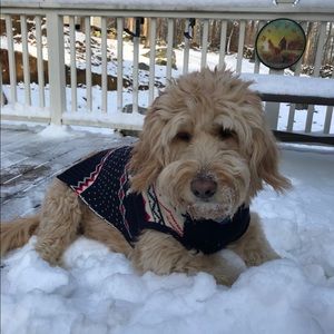 Meet your Posher, Bailey